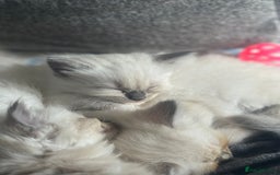 Ragdoll cats for sale: ⭐️BLUEPOINT RAGDOLL KITTEN ⭐️ - Image 35