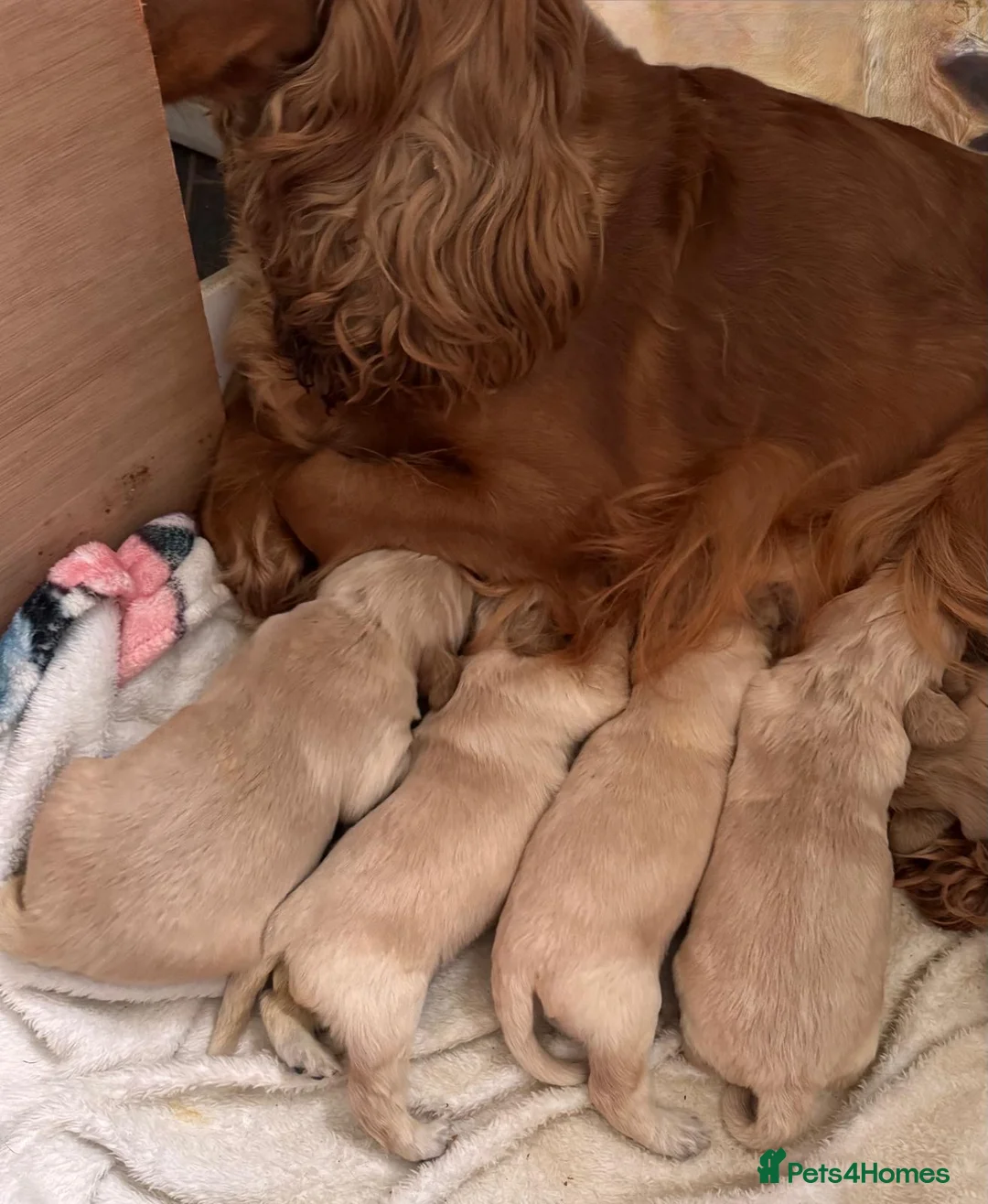 Mixed Breed dogs for sale: Golden Cocker Retriever puppies  in Coatbridge - Advert 2