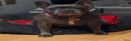 French Bulldog dogs for sale: Beautiful french bulldog  - Advert 4