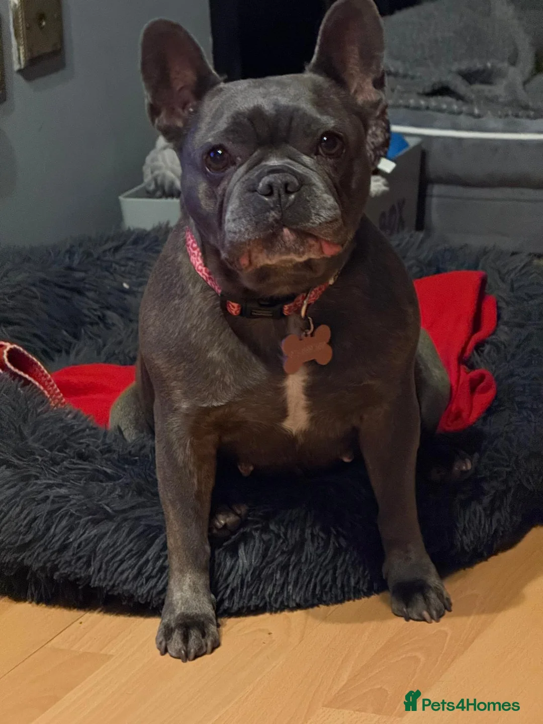 French Bulldog dogs for sale: Beautiful french bulldog  - Advert 4