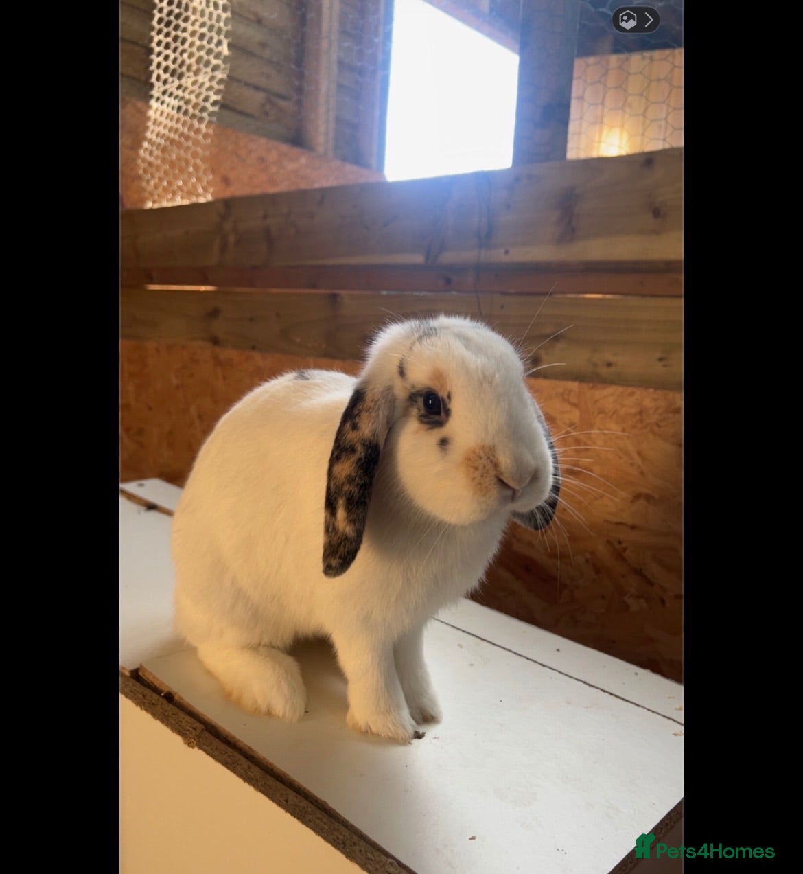 Mini Lop rabbits Young rabbit  - Advert 1