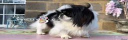 Pekingese dogs for sale: 1 year old kc female - Advert 3