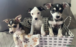 Mixed Breed dogs for sale: Puppies looking for forever homes 🐾 in Wrexham - Image 5
