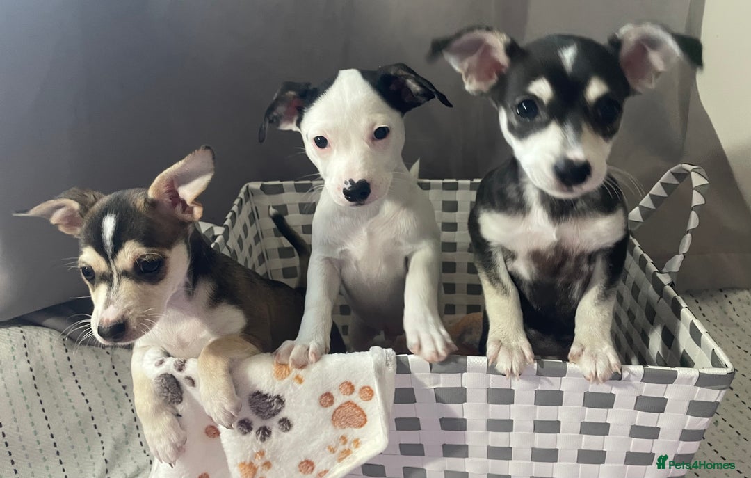 Mixed Breed dogs for sale: Puppies looking for forever homes 🐾 in Wrexham - Image 5