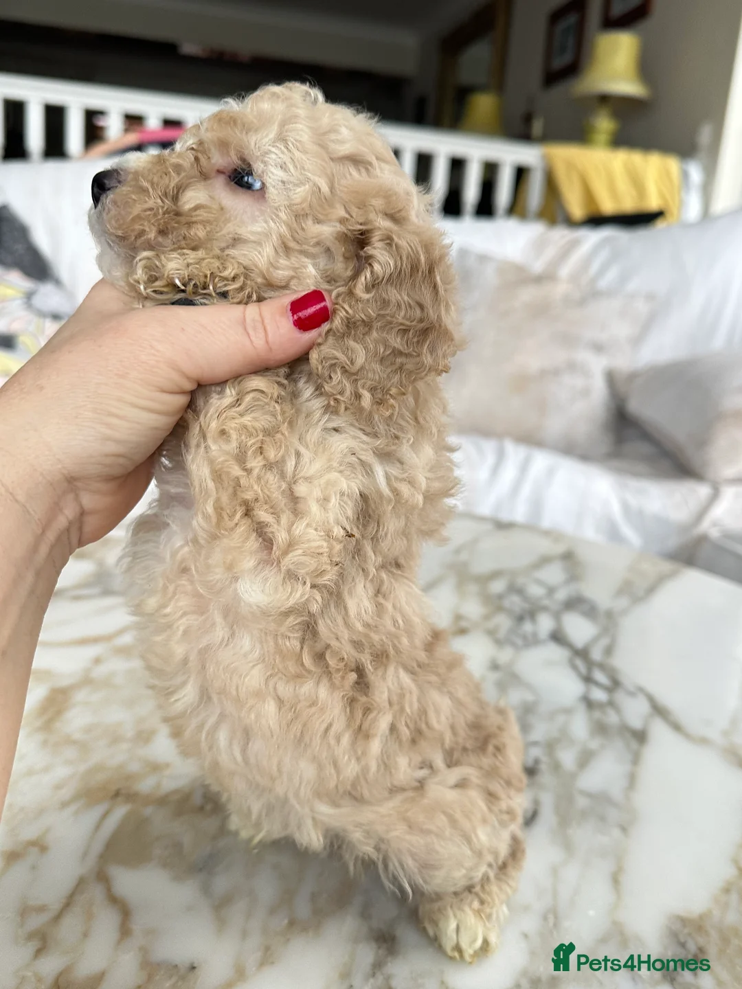 Miniature Poodle dogs for sale: Pedigree club registered 3 Miniature poodles!  - Advert 22