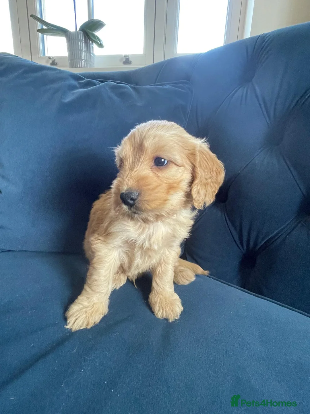 Cockapoo dogs for sale: Teddy Bear Type Miniature Cockerpoo's. - Advert 2