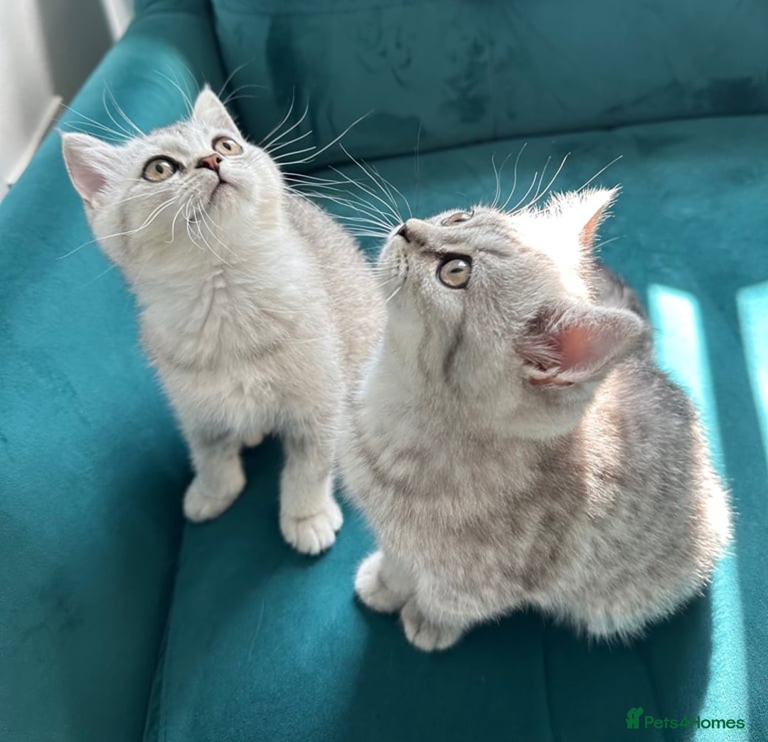 British Shorthair cats for sale: British Shorthair Kitten - Image 2