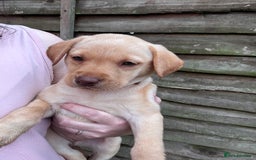 Labrador Retriever dogs for sale: KC Lab pups (from tested parents) REDUCED - Image 3