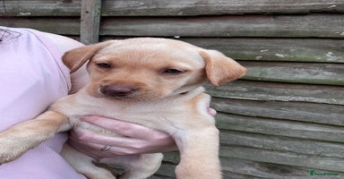 Labrador Retriever dogs - Advert 3