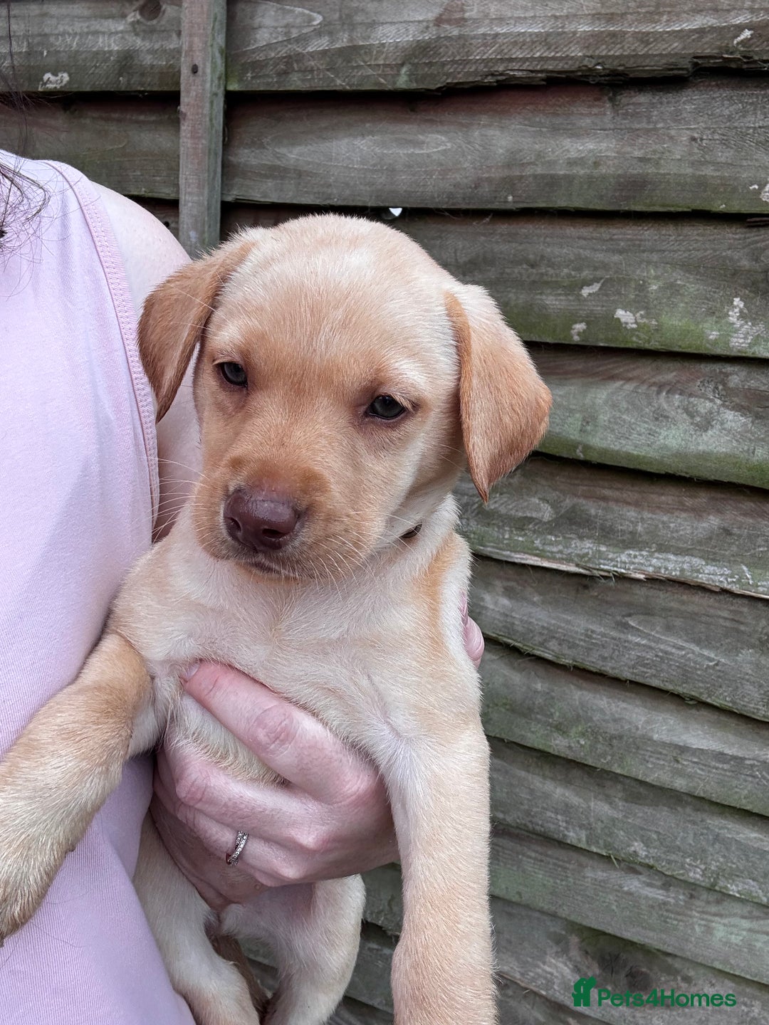 Labrador Retriever dogs for sale: KC Lab pups (from tested parents) REDUCED - Image 3