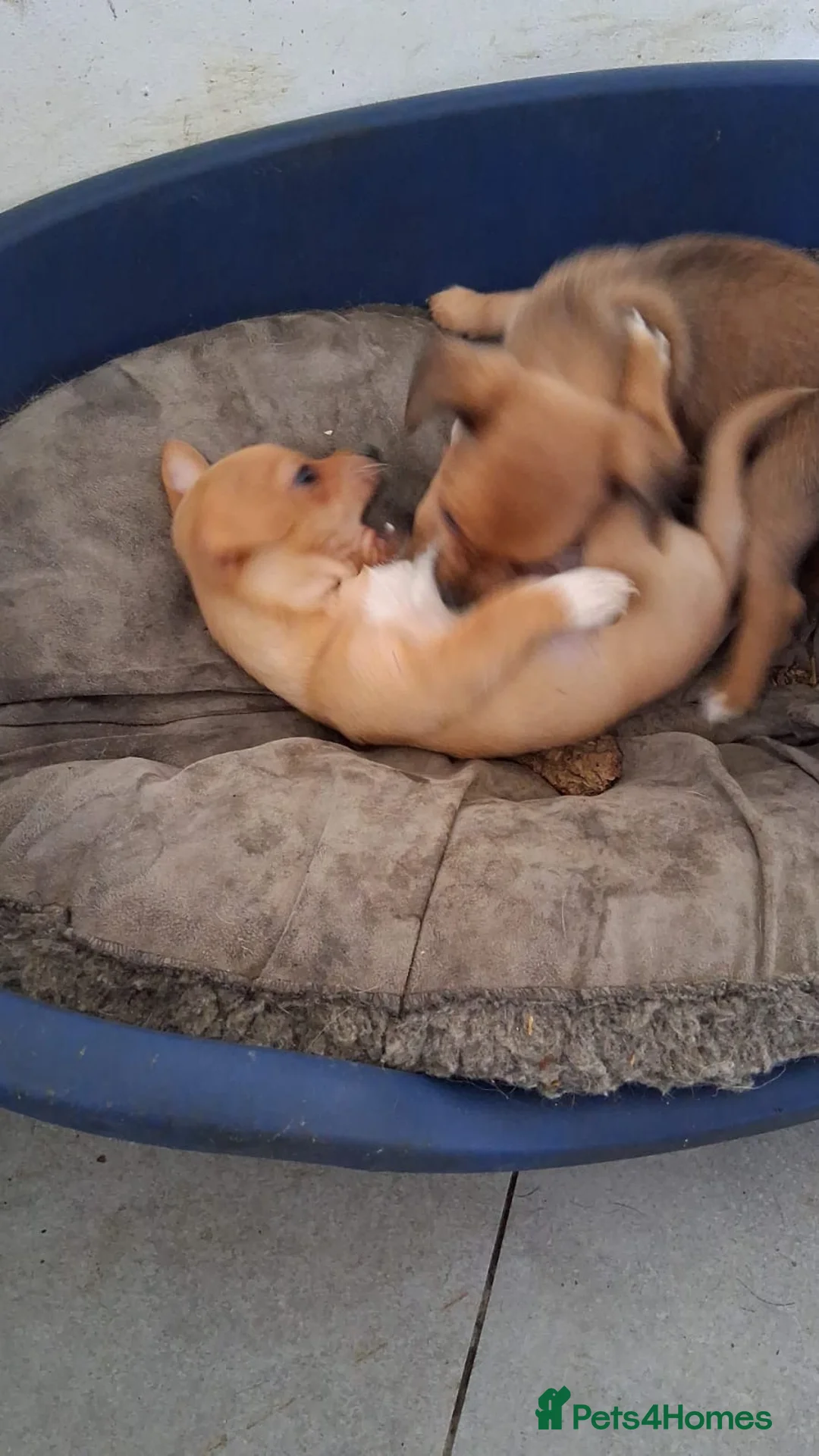 Chihuahua dogs for sale: Ready now! Gorgeous playful puppies!  - Advert 7