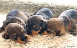 Miniature Dachshund dogs for sale: 5* Licenced-KC MINI wire-PRA & LAFORA clear - Image 5