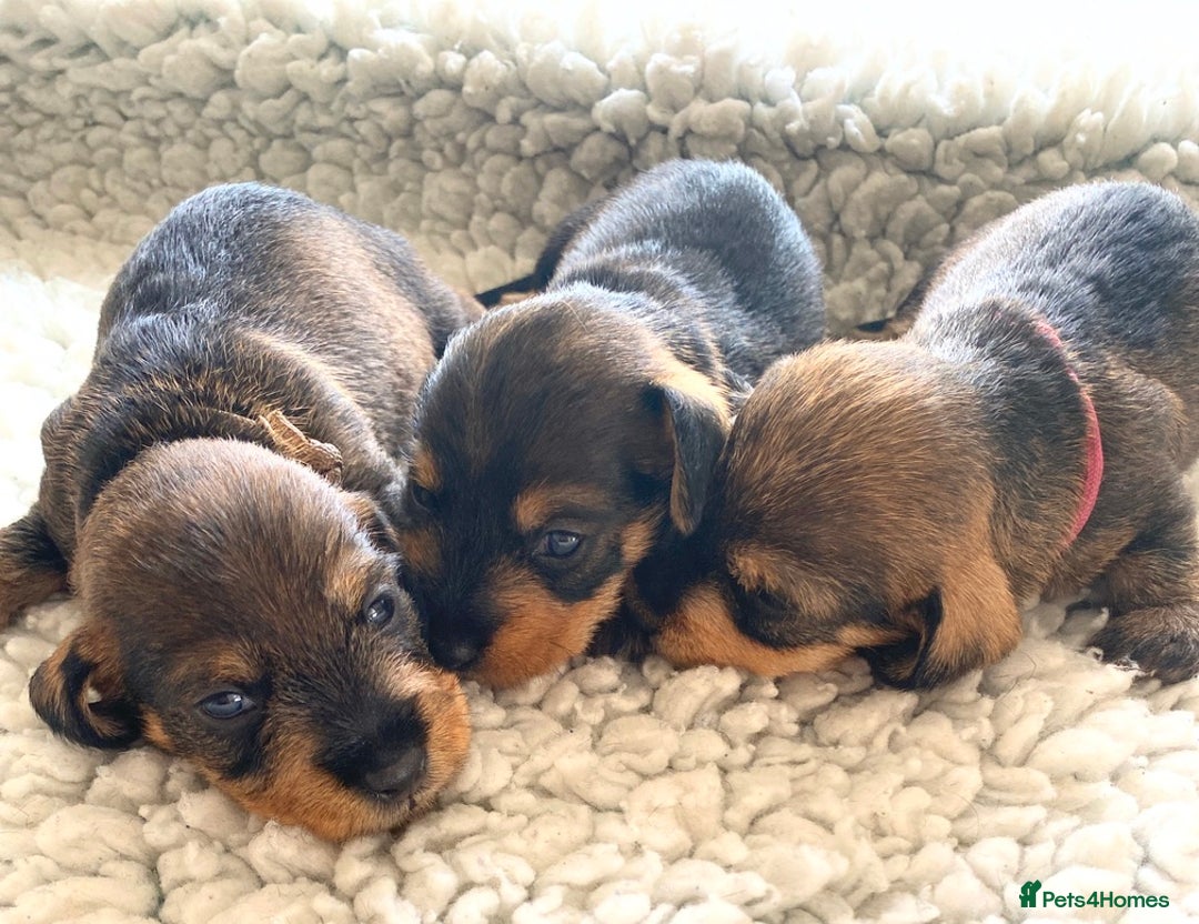 Miniature Dachshund dogs for sale: 5* Licenced-KC MINI wire-PRA & LAFORA clear - Image 5