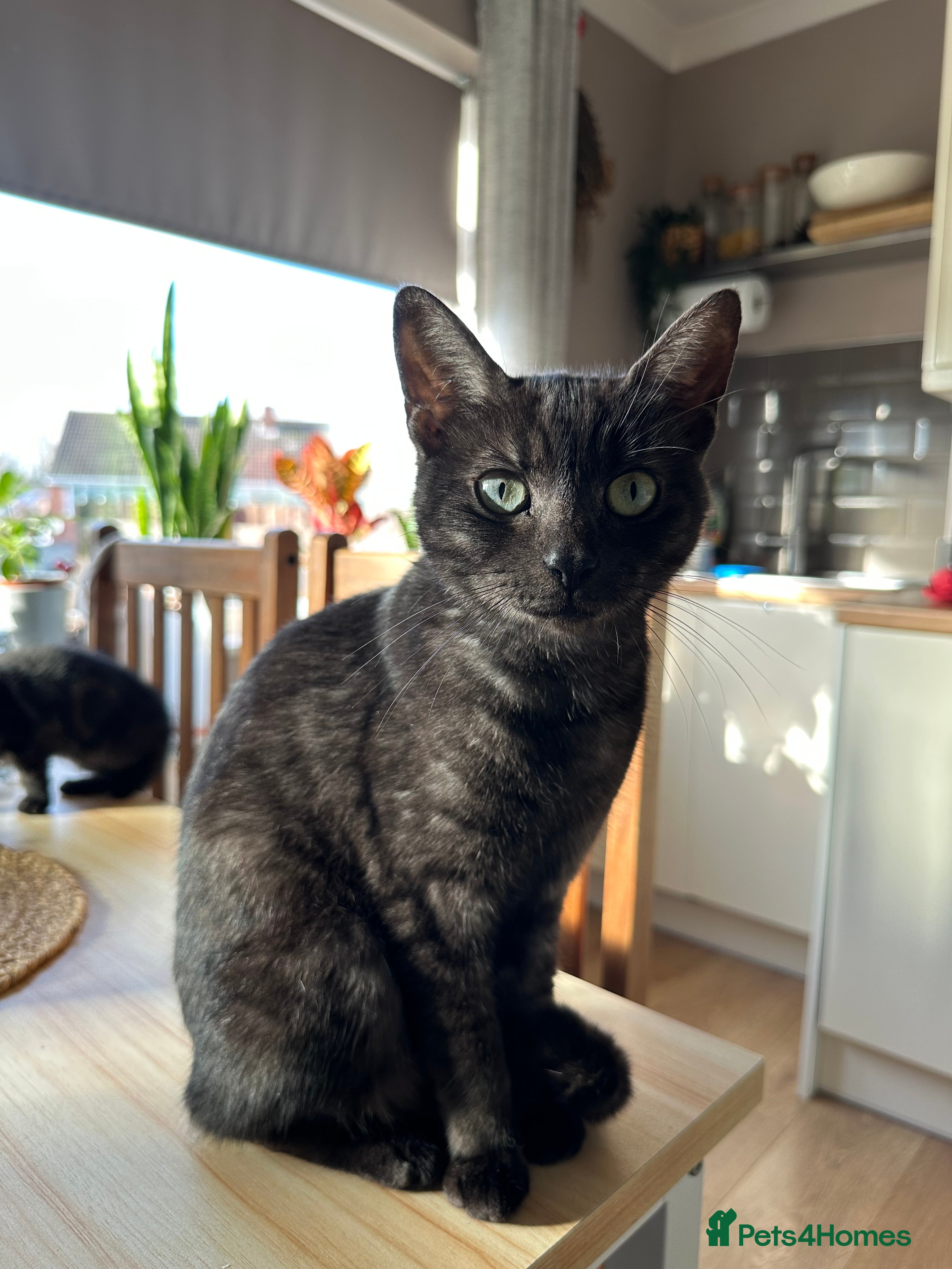 Mixed Breed cats ✨Meet Our Beautiful Bengal Mix Girls!✨ - Advert 4