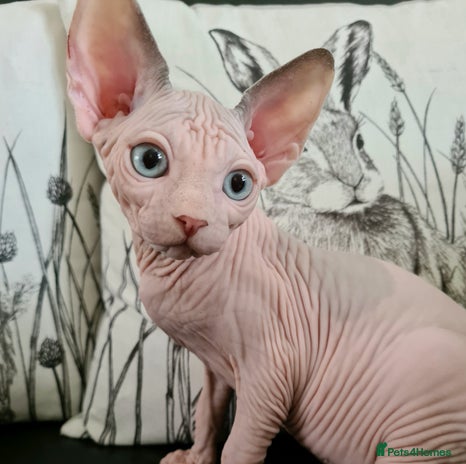 Sphynx cats - Advert 3