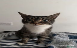 Mixed Breed cats for sale: 4 kittens ready to go  - Image 5