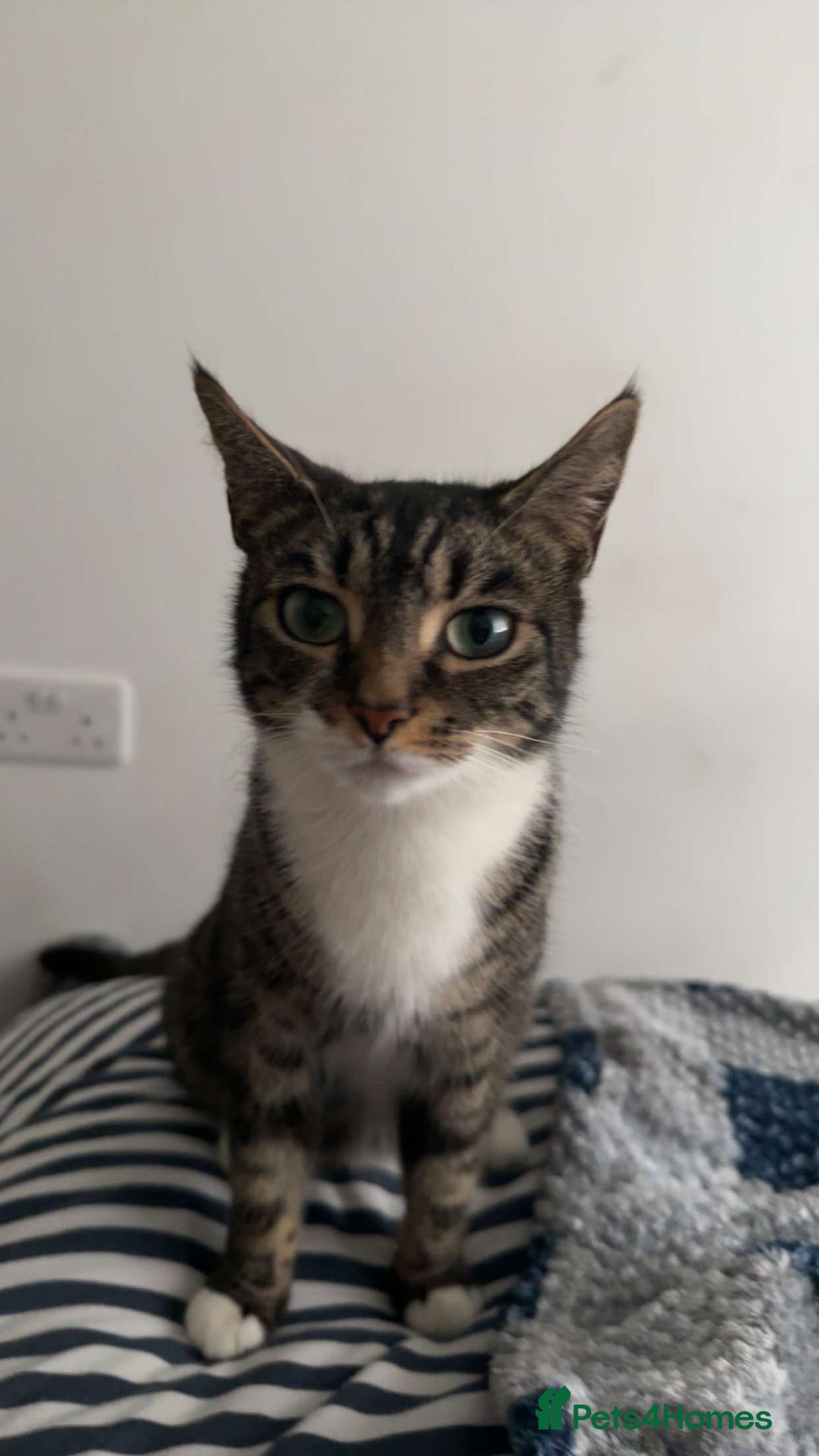 Mixed Breed cats for sale: 4 kittens ready to go  - Image 5