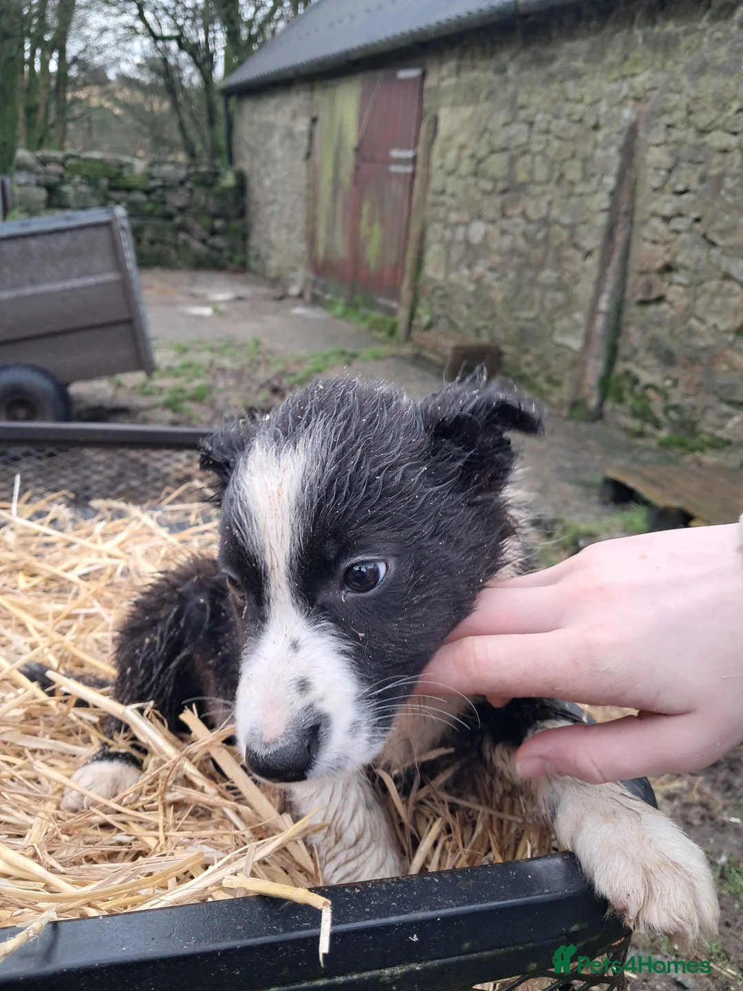 Mixed Breed dogs for sale: Three Collie pups for working highly active homes - Advert 3