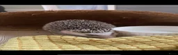 Pygmy Hedgehog rodents for sale: Hand Tame Pygmy Hedgehog with cage & accessories  - Advert 3