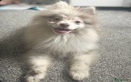 Pomeranian dogs for sale: Lilac Merle Female Pomeranian Puppy For Sale  - Image 1