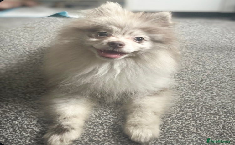 Pomeranian dogs - Advert 1