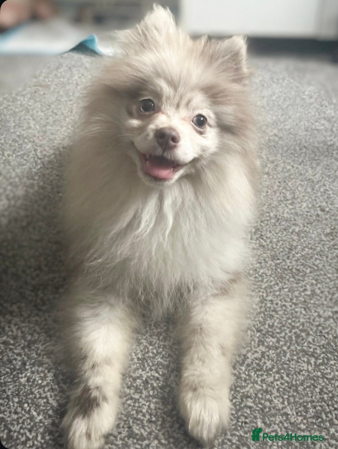 Pomeranian dogs for sale: Lilac Merle Female Pomeranian Puppy For Sale  - Image 1