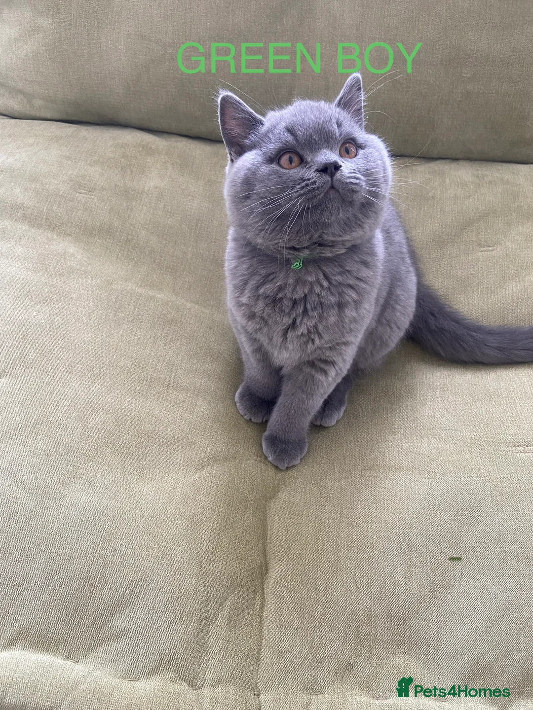 British Shorthair cats for sale: GCCF registered British shorthair kittens  - Advert 4