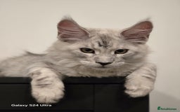 Maine Coon cats for sale: Large Silver Shaded Maine Coon kittens  - Image 5