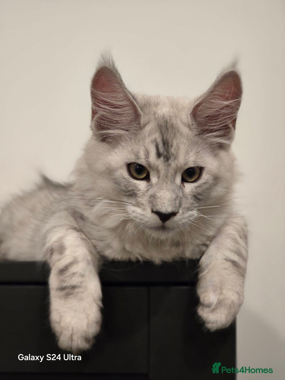 Maine Coon cats for sale: Large Silver Shaded Maine Coon kittens  - Image 5