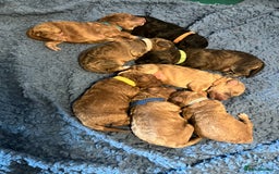 Labradoodle dogs for sale: Miniature labradoodles  - Image 4