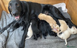 Labrador Retriever dogs for sale: Stunning Labrador Puppies - Image 18