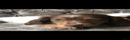 Miniature Dachshund dogs for sale: Miniature long haired dachshund READY NOW - Advert 5
