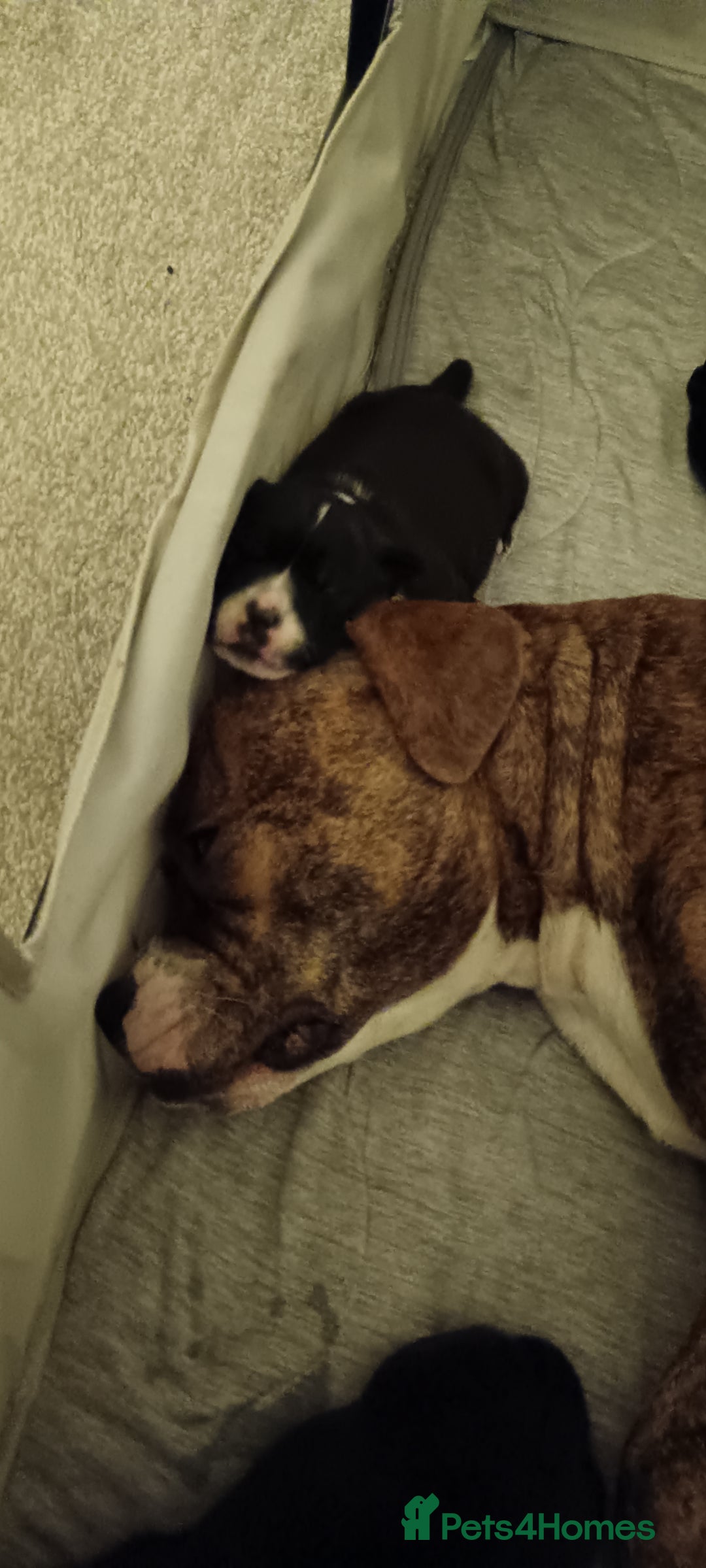 Staffordshire Bull Terrier dogs for sale: Staffy pups - Advert 3