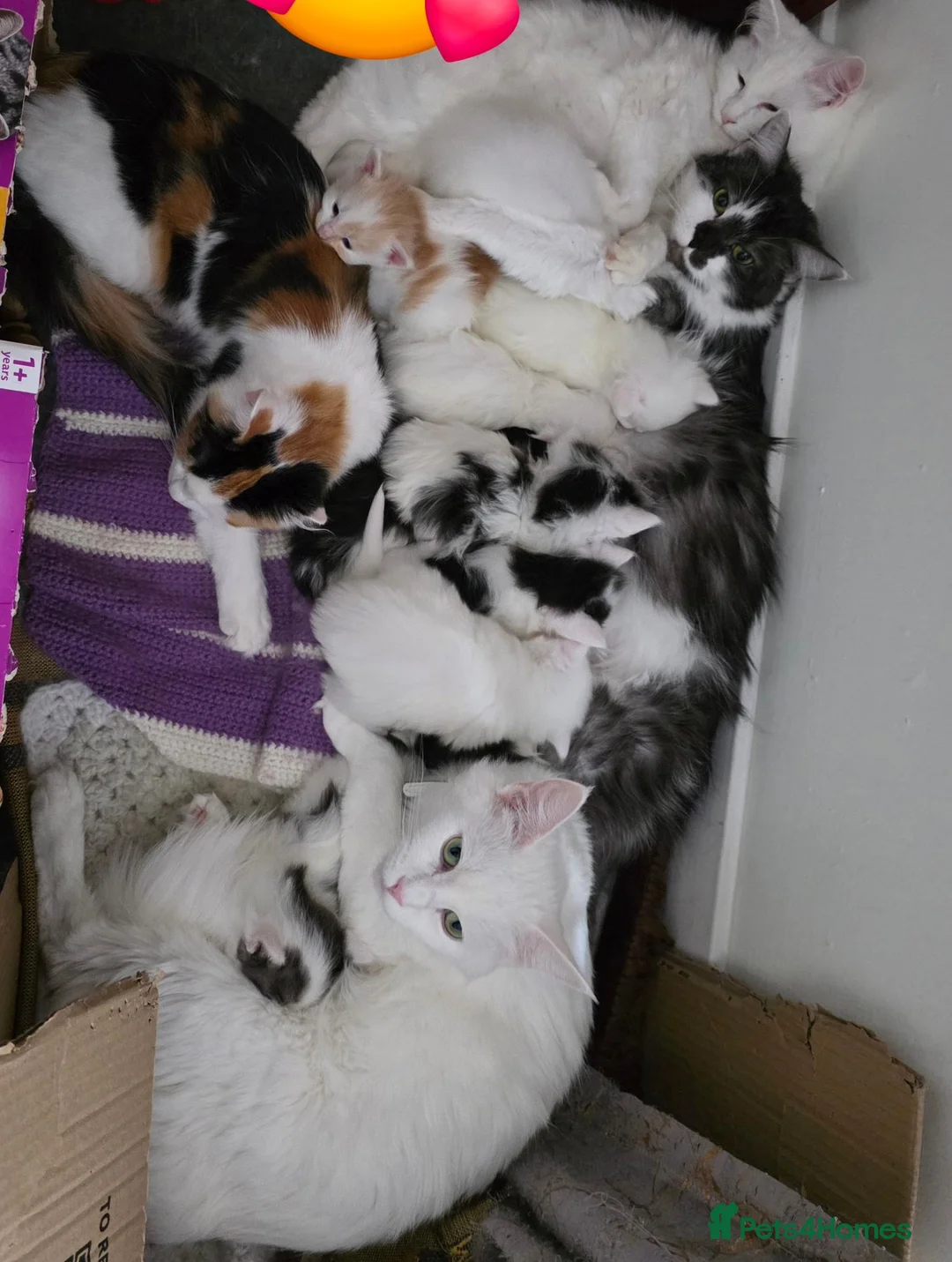 Mixed Breed cats for sale: Cats for sale  - Advert 2