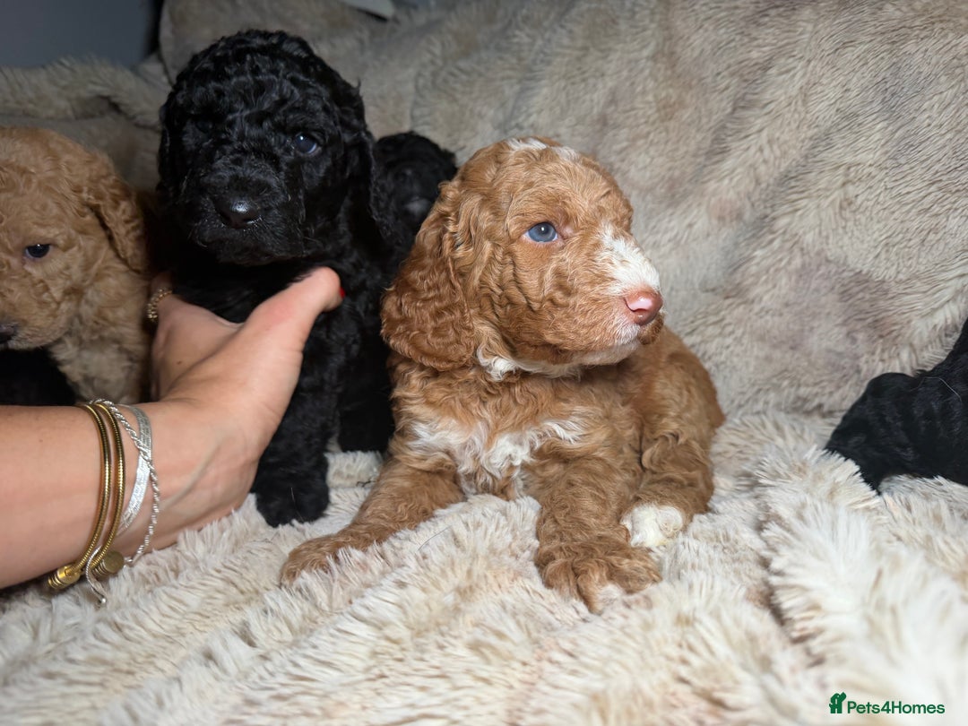Goldendoodle dogs for sale: Goldendoodles Ready Next Week - Advert 23