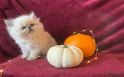 Persian cats for sale: 2 ULTRA AFFECTIONATE COLOURPOINT PERSIAN KITTENS  - Image 19