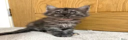 Maine Coon cats for sale: Stunning Fluffy Maine Coons - Advert 17