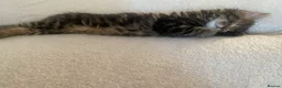 Mixed Breed cats for sale: 🤍 Male kitten 🤍 - Advert 2