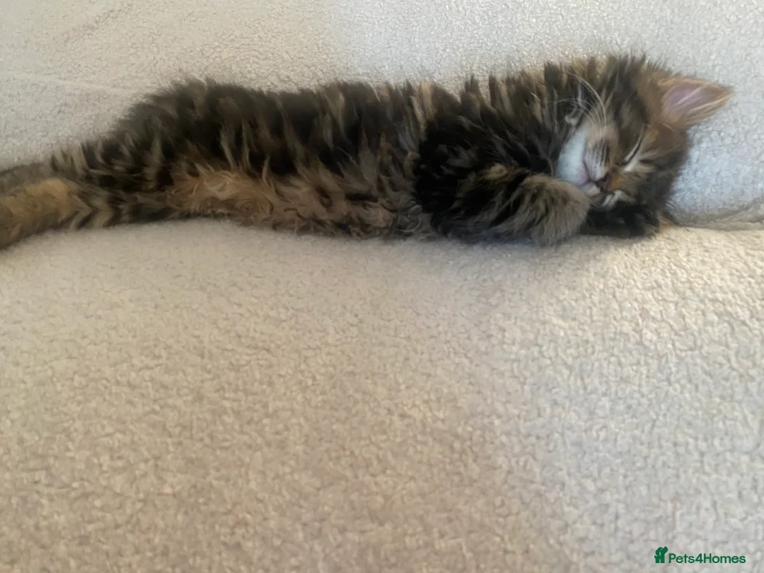 Mixed Breed cats for sale: 🤍 Male kitten 🤍 - Advert 2
