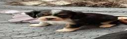Cavalier King Charles Spaniel dogs for sale: Cavalier King Charles Spaniels  - Advert 6