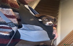 Sprollie dogs for sale: Female Sprollie puppy - Image 5