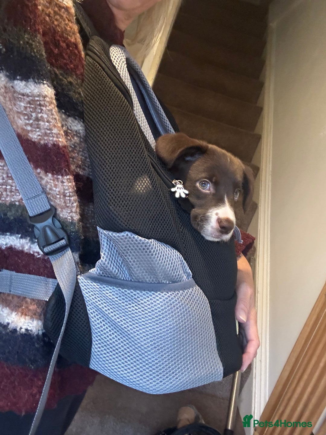 Sprollie dogs for sale: Female Sprollie puppy - Image 5