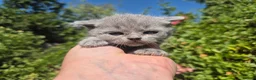 British Shorthair cats for sale: 🧡STUNNING TABBY BSH-MUM IMPORTED FROM FRANCE🇫🇷  in Tadworth - Advert 9