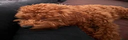 Toy Poodle dogs for sale: 🩷 Stunning red Asian toy poodle 🩷 - Advert 2