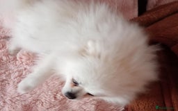 Pomeranian dogs for stud: Ozi Ready to meet - Image 5