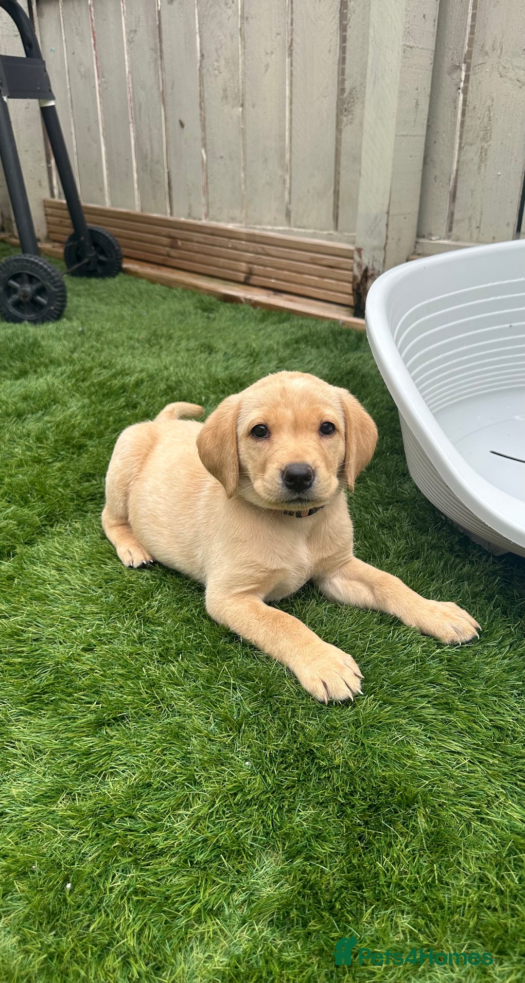 Labrador Retriever dogs for sale: 🐾 Exceptional KC Registered Labrador Puppies🐾 - Advert 10