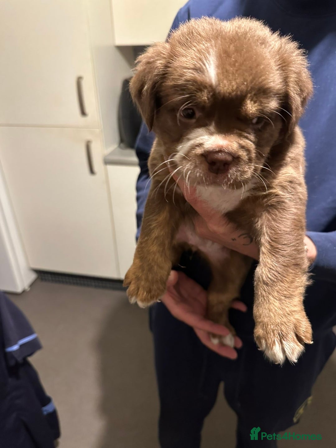 Mixed Breed dogs for sale: FLUFFY OLD TYME ENGLISH BULLDOG  - Advert 12