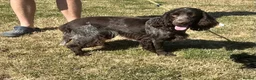 Cocker Spaniel dogs for sale: Handsome chocolate roan boy - Advert 7