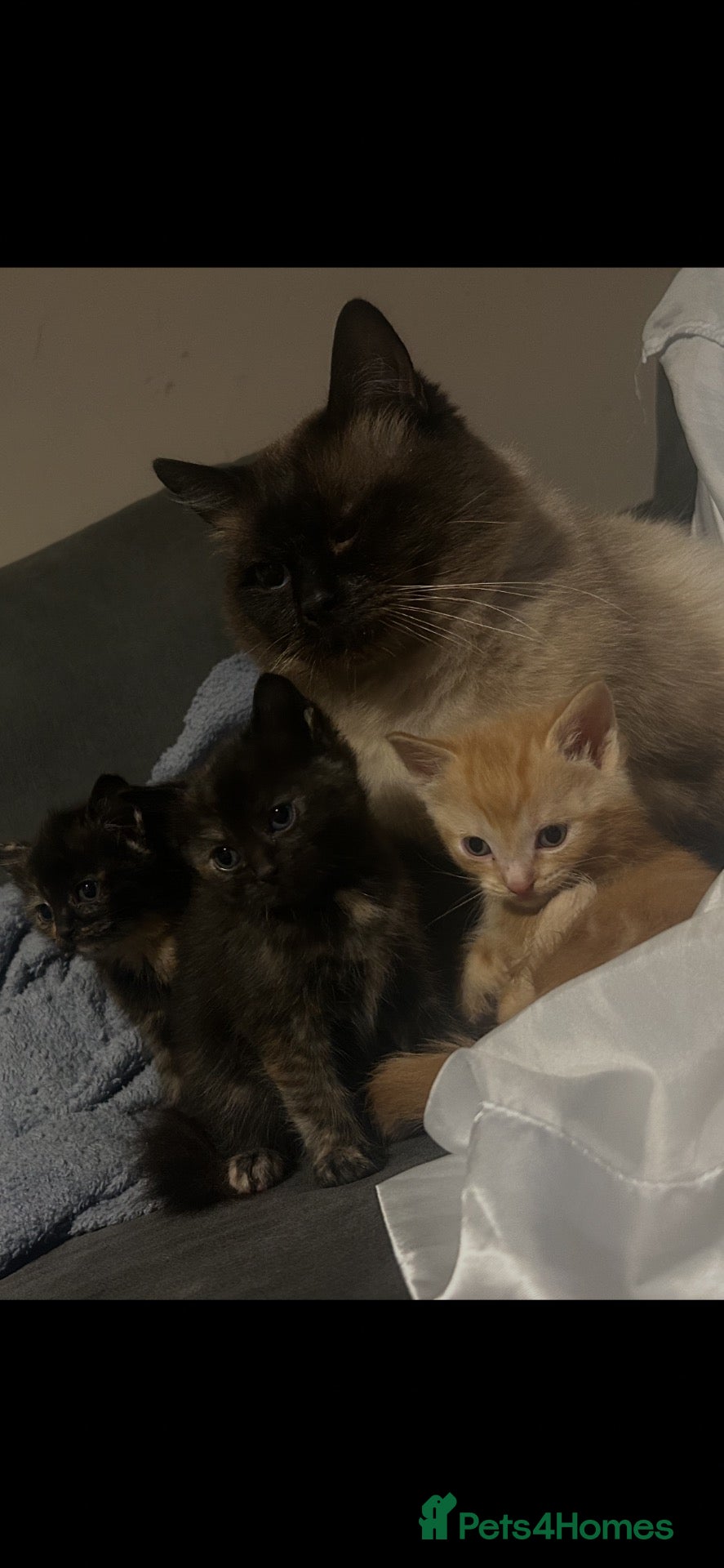 Mixed Breed cats for sale: Beautiful Fluffy Ragdoll Cross kittens  - Advert 1
