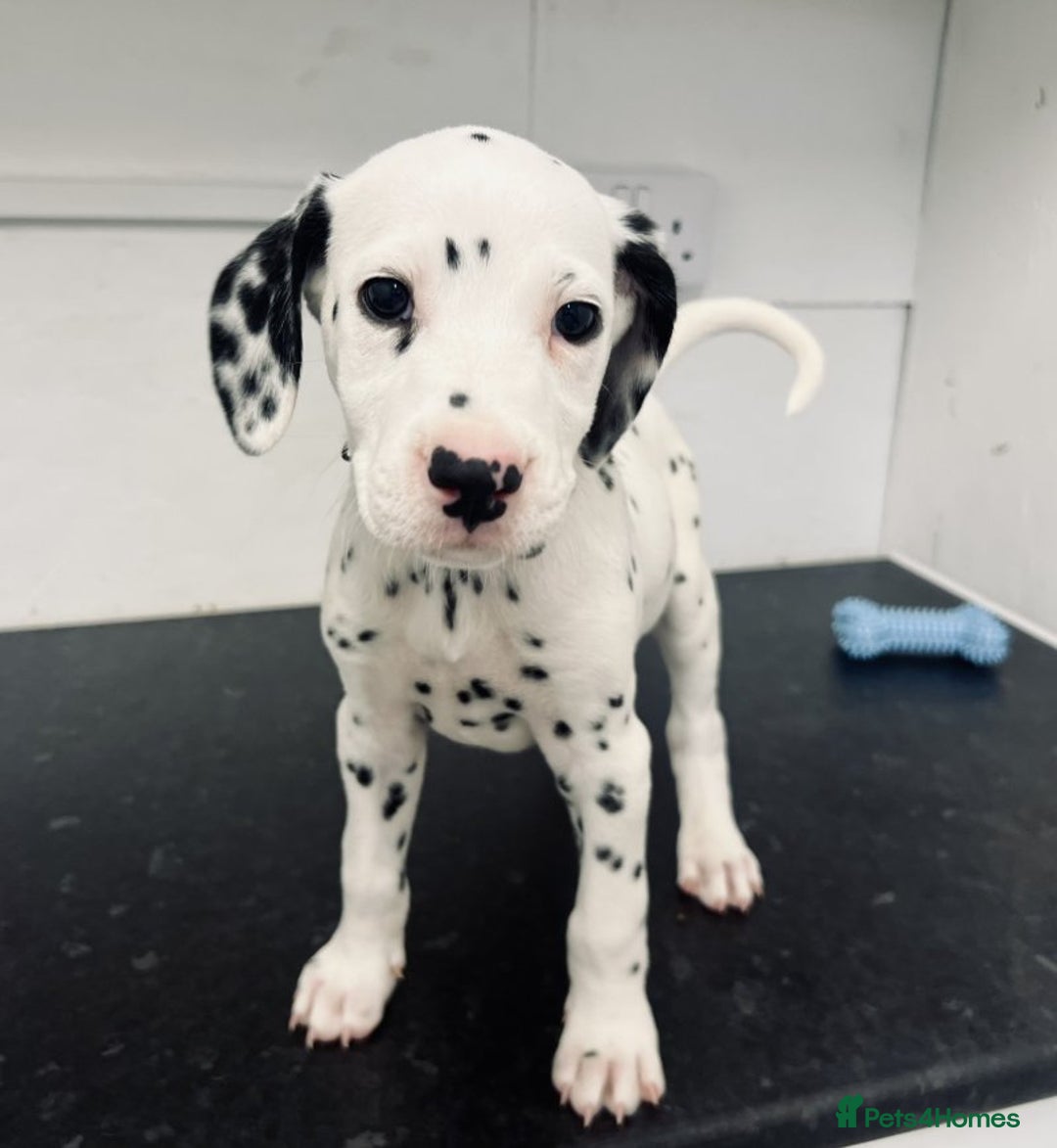 Dalmatian dogs for sale: 🐶 Stunning Dalmatian Puppies – Ready - Image 4